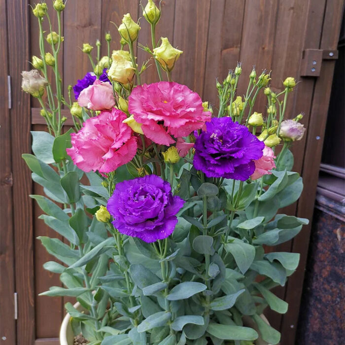 Eustoma Thornless Rose💐Lisianthus Seeds - Image 7