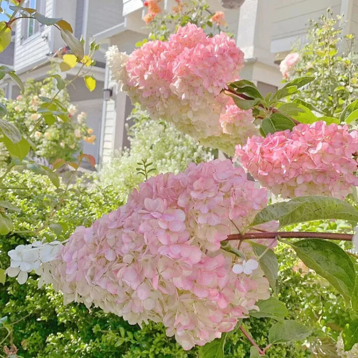 Vanilla Strawberry Hydrangea Seeds - Image 9