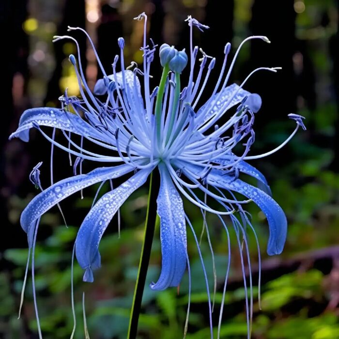 🌈 Spider Lily Bulbs-Multicolor - Image 11