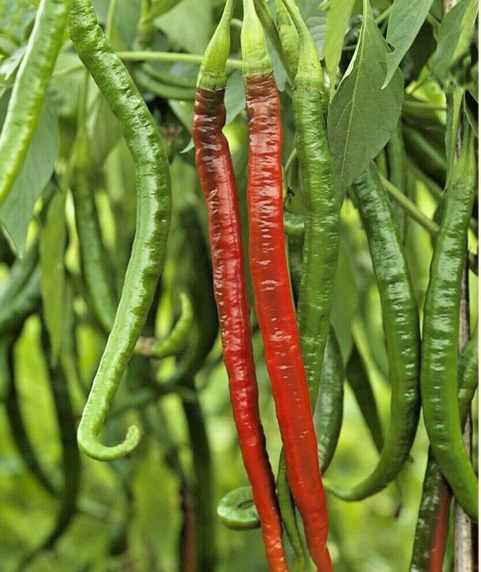 Hybrid Extra Long Chili Seeds - Image 4